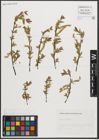 Foto von Salix triandra L.